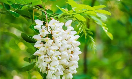 曼陀罗花和黄杜鹃-黄花曼陀罗有什么功效网黄花曼陀罗有什么功效作用知识网站,分享黄花石蒜和曼陀罗华有什么区别大全